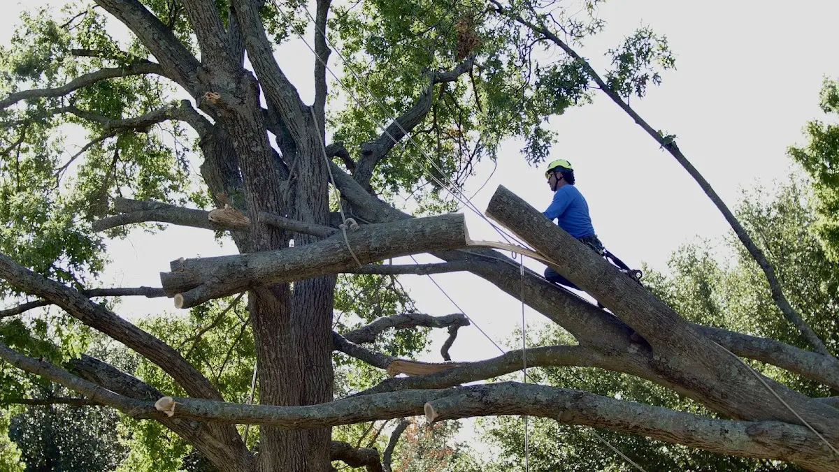 Professional Crown Thinning performed by certified arborists in Harlingen
