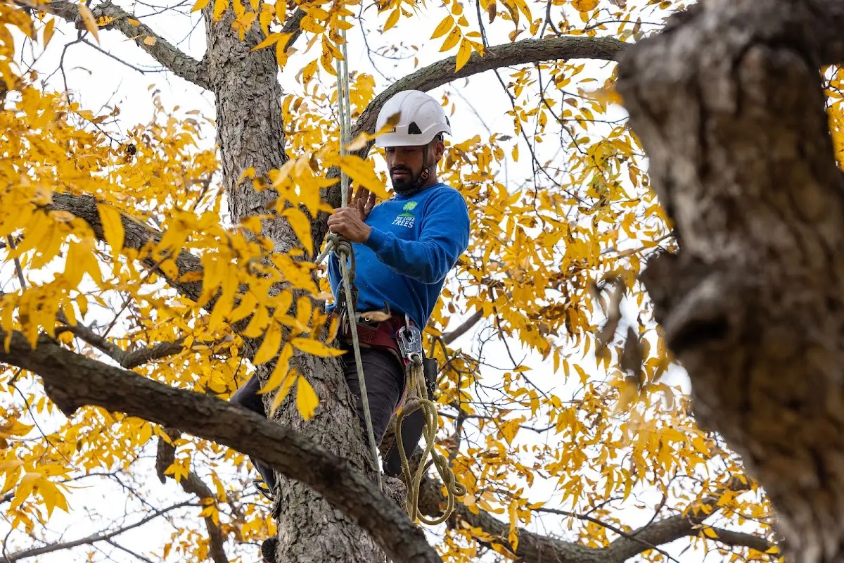 Skilled Tree Planing crew working in Harlingen